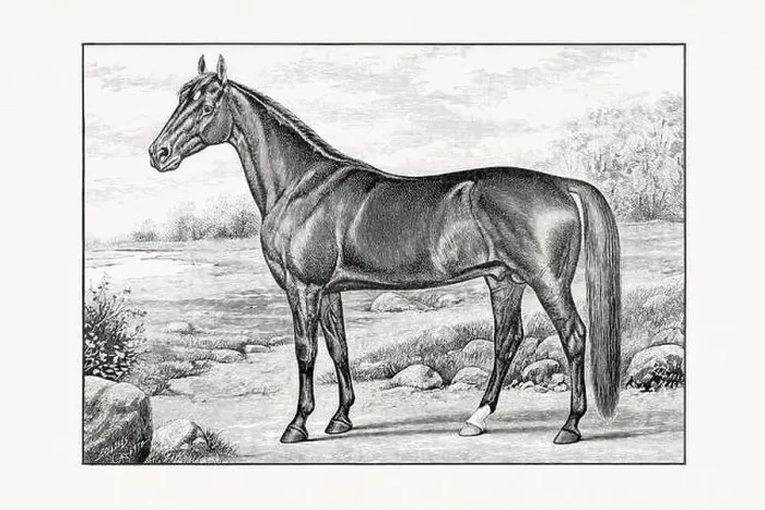 Framed Print : Antique horse illustration from an 1887 livestock book. Detailed depiction of a specific horse breed.Thorougbred Horse Framed Print : Antique horse illustration from an 1887 livestock book. Detailed depiction of a specific horse breed.Thorougbred Horse