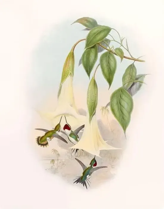 Framed Print : Antique Hummingbird illustration by John Gould – circa 1861 - (Calothorax Mulsanti) Framed Print : Antique Hummingbird illustration by John Gould – circa 1861 - (Calothorax Mulsanti)