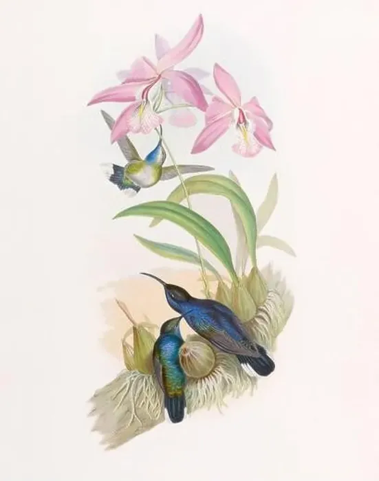 Framed Print : Antique Hummingbird illustration by John Gould – circa 1861 - (Campylopterus Delattrei)