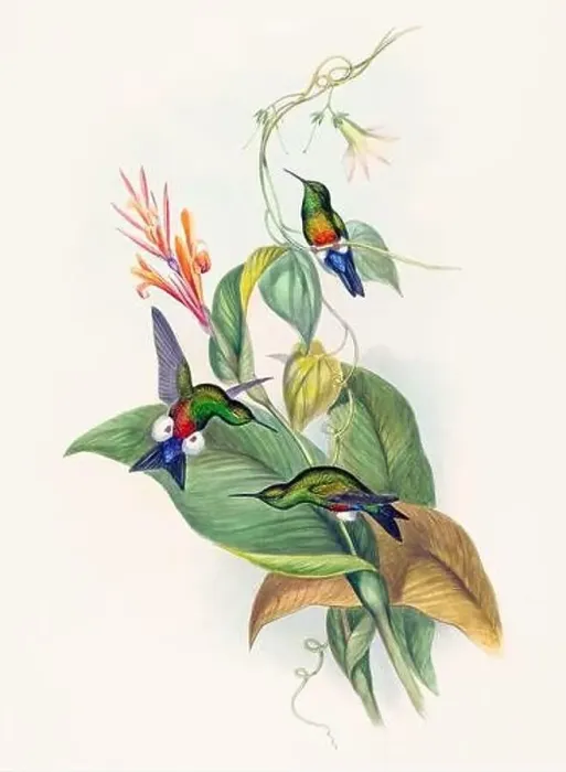 Framed Print : Antique Hummingbird illustration by John Gould – circa 1861 - (Eriocenmis Cupreiventis)