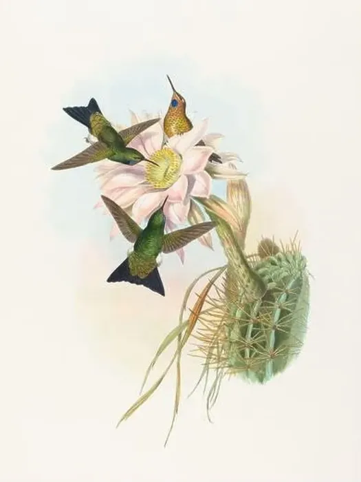 Framed Print : Antique Hummingbird illustration by John Gould – circa 1861 - (Eriocnemis-Vestitus)