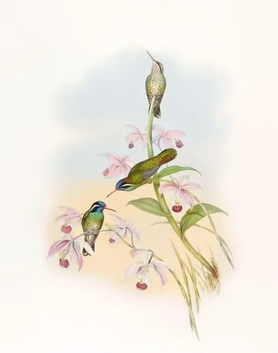 Framed Print : Antique Hummingbird illustration by John Gould – circa 1861 - (Helyopaedica Melanotis)