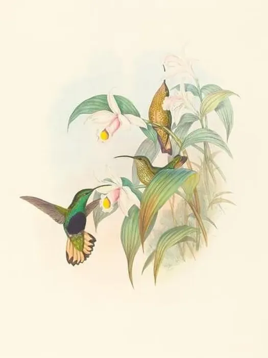 Framed Print : Antique Hummingbird illustration by John Gould – circa 1861 - (Lafresnaya-Flavicaudata) Framed Print : Antique Hummingbird illustration by John Gould – circa 1861 - (Lafresnaya-Flavicaudata)