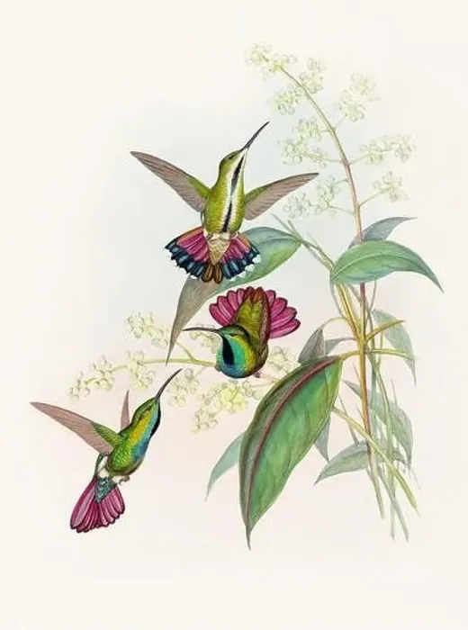 Framed Print : Antique Hummingbird illustration by John Gould – circa 1861 - (Lampornis Prevosti)