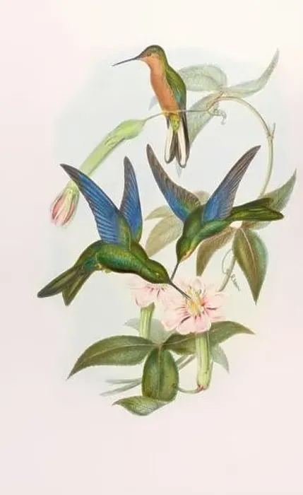 Framed Print : Antique Hummingbird illustration by John Gould – circa 1861 - (Pterophamtes Temmincki) Framed Print : Antique Hummingbird illustration by John Gould – circa 1861 - (Pterophamtes Temmincki)