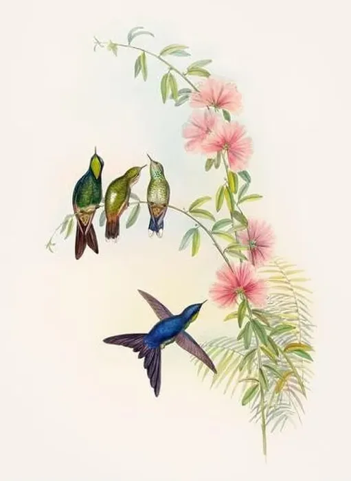 Framed Print : Antique Hummingbird illustration by John Gould – circa 1861 - (Ramphomicron Microrhyncha) Framed Print : Antique Hummingbird illustration by John Gould – circa 1861 - (Ramphomicron Microrhyncha)