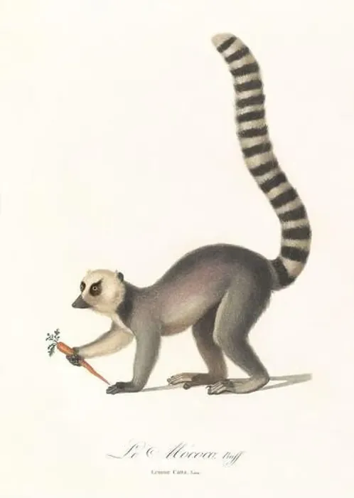 Framed Print : Antique Lemur illustration. Lemur Catta Framed Print : Antique Lemur illustration. Lemur Catta