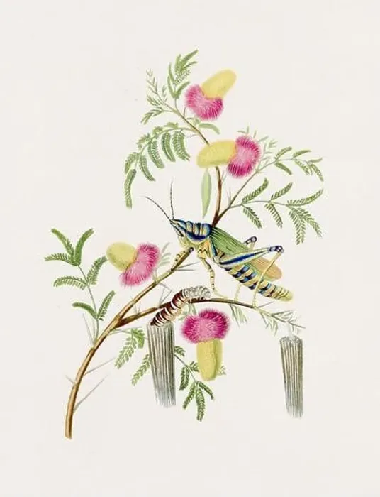 Framed Print : Antique Locust illustration. Blue Locust on an Acacia Tree. Antique natural history book illustration Framed Print : Antique Locust illustration. Blue Locust on an Acacia Tree. Antique natural history book illustration