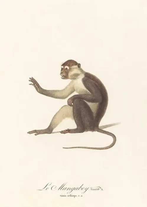 Framed Print : Antique monkey illustration. Simia Aethiops Framed Print : Antique monkey illustration. Simia Aethiops