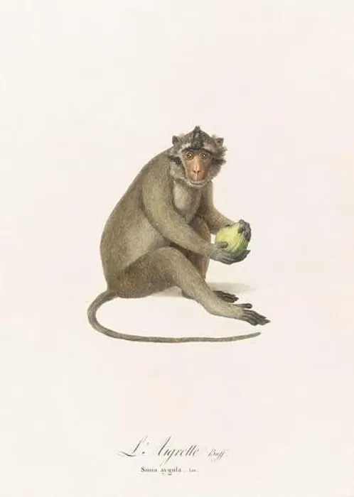 Framed Print : Antique monkey illustration. Simia Aygula Framed Print : Antique monkey illustration. Simia Aygula
