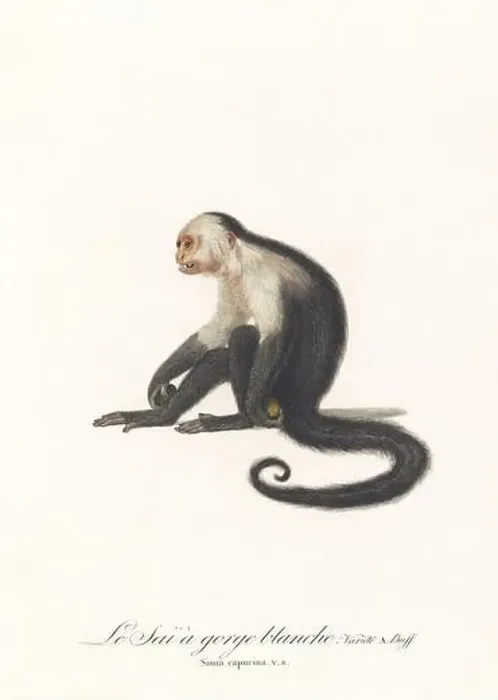 Framed Print : Antique monkey illustration. Simia Capucina Framed Print : Antique monkey illustration. Simia Capucina