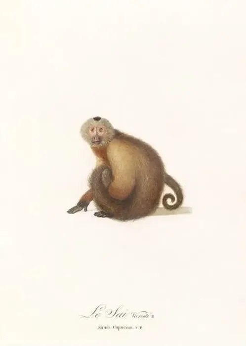 Framed Print : Antique monkey illustration. Simia Capucina Framed Print : Antique monkey illustration. Simia Capucina