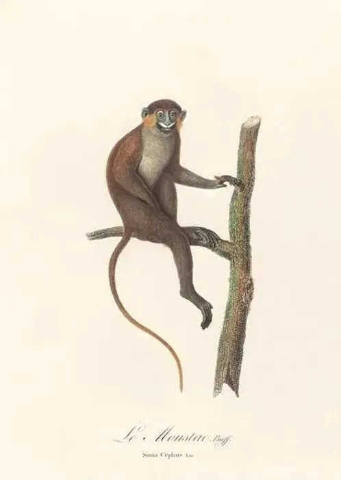 Framed Print : Antique monkey illustration. Simia Cephus Framed Print : Antique monkey illustration. Simia Cephus