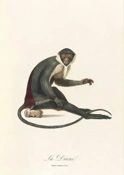 Framed Print : Antique monkey illustration. Simia Diana Framed Print : Antique monkey illustration. Simia Diana