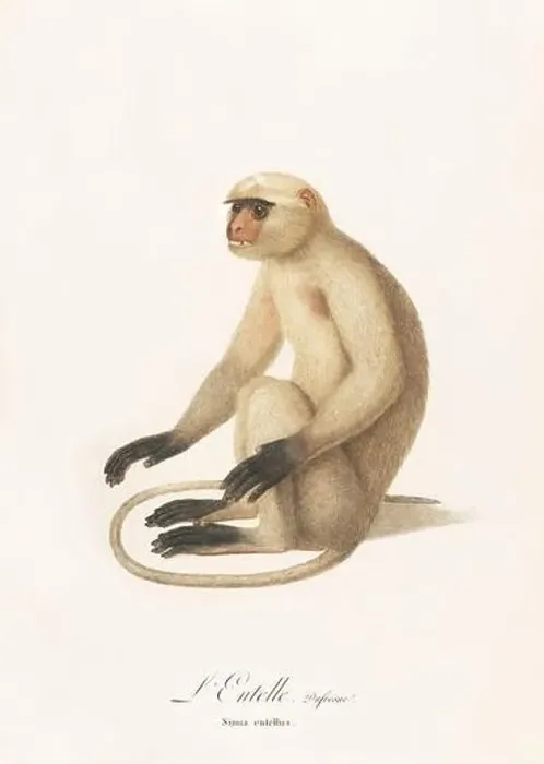 Framed Print : Antique monkey illustration. Simia Entellus Framed Print : Antique monkey illustration. Simia Entellus