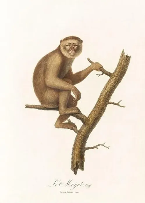 Framed Print : Antique monkey illustration. Simia Inuus Framed Print : Antique monkey illustration. Simia Inuus