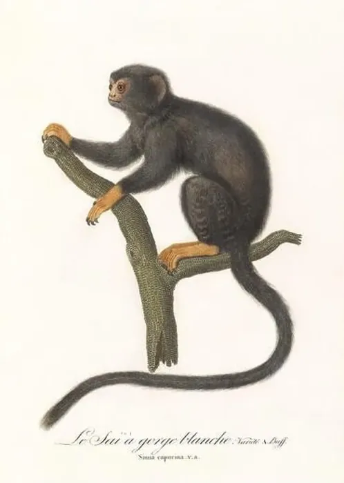 Framed Print : Antique monkey illustration. Simia Midas Framed Print : Antique monkey illustration. Simia Midas