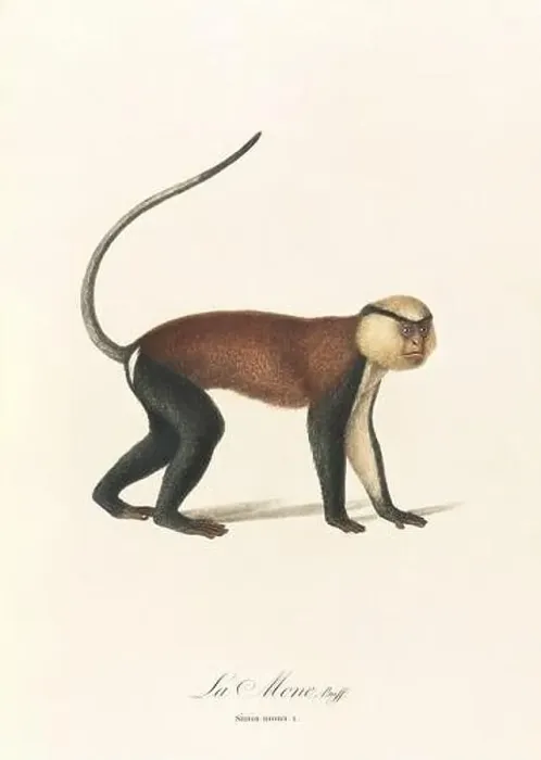 Framed Print : Antique monkey illustration. Simia Mona Framed Print : Antique monkey illustration. Simia Mona