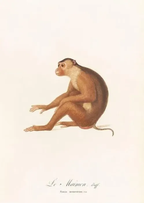Framed Print : Antique monkey illustration. Simia Nemestrina Framed Print : Antique monkey illustration. Simia Nemestrina