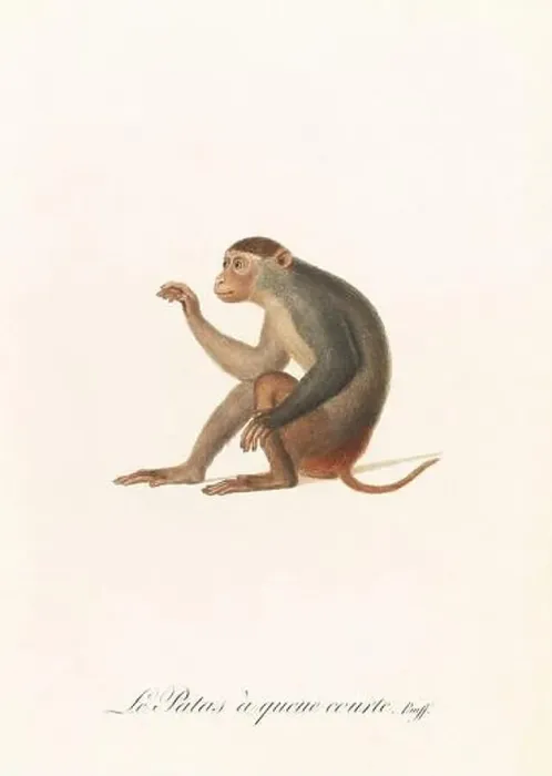 Framed Print : Antique monkey illustration. Simia Patas Framed Print : Antique monkey illustration. Simia Patas