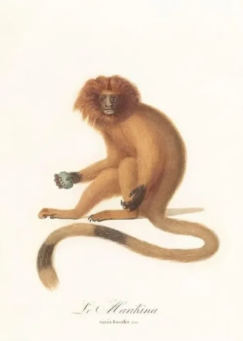 Framed Print : Antique monkey illustration. Simia Rosalia Framed Print : Antique monkey illustration. Simia Rosalia