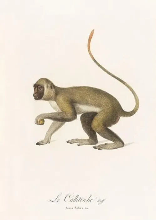 Framed Print : Antique monkey illustration. Simia Sabaea Framed Print : Antique monkey illustration. Simia Sabaea