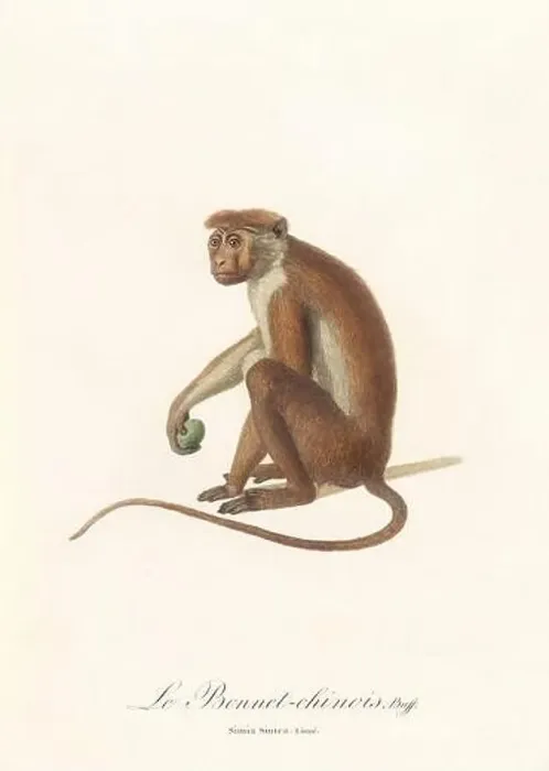 Framed Print : Antique monkey illustration. Simia Sinica Framed Print : Antique monkey illustration. Simia Sinica