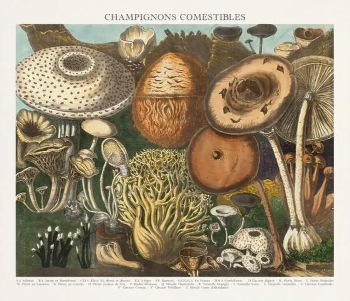 Framed Print : Antique Mushroom illustration. Plate of a beautifully illustrated Atlas of Mushrooms: Edible Framed Print : Antique Mushroom illustration. Plate of a beautifully illustrated Atlas of Mushrooms: Edible