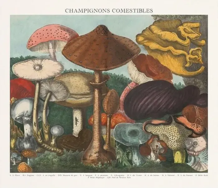 Framed Print : Antique Mushroom illustration. Plate of a beautifully illustrated Atlas of Mushrooms: Edible Framed Print : Antique Mushroom illustration. Plate of a beautifully illustrated Atlas of Mushrooms: Edible