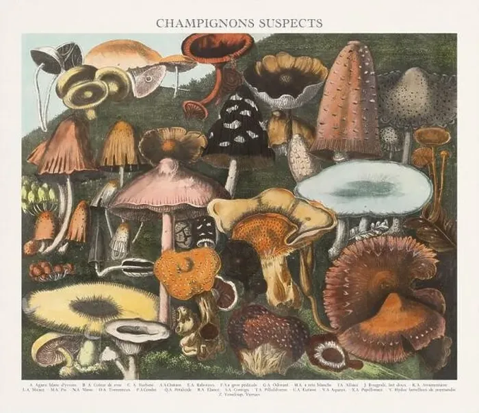 Framed Print : Antique Mushroom illustration. Plate of a beautifully illustrated Atlas of Mushrooms: Edible Framed Print : Antique Mushroom illustration. Plate of a beautifully illustrated Atlas of Mushrooms: Edible