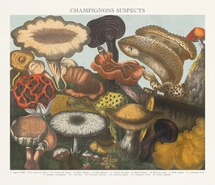Framed Print : Antique Mushroom illustration. Plate of a beautifully illustrated Atlas of Mushrooms: Edible