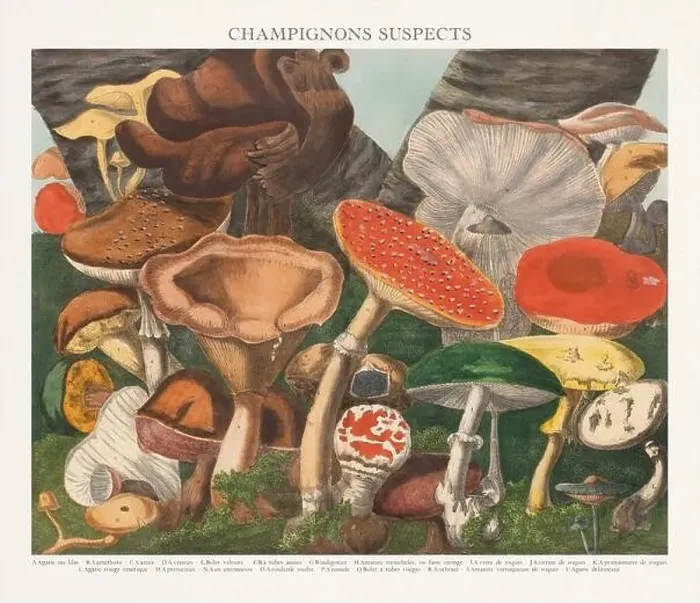 Framed Print : Antique Mushroom illustration. Plate of a beautifully illustrated Atlas of Mushrooms: Edible Framed Print : Antique Mushroom illustration. Plate of a beautifully illustrated Atlas of Mushrooms: Edible