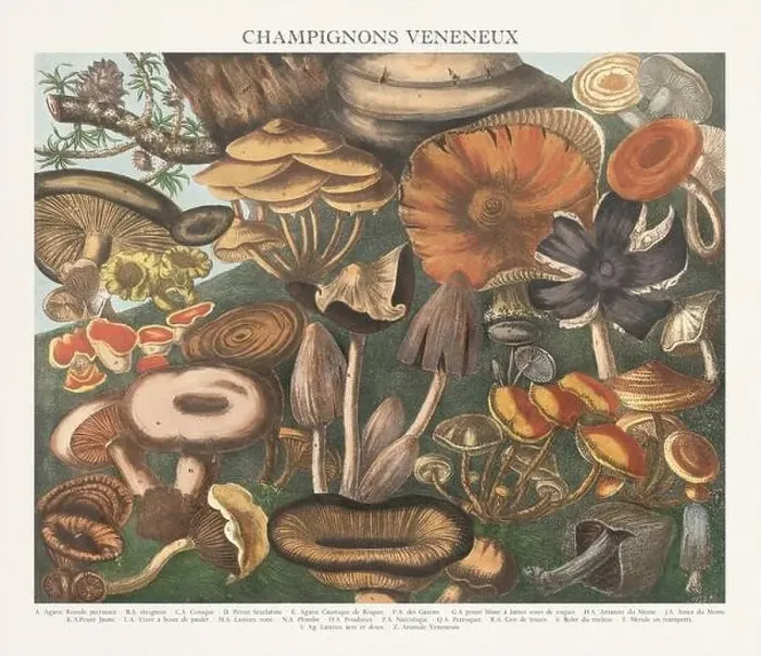 Framed Print : Antique Mushroom illustration. Plate of a beautifully illustrated Atlas of Mushrooms: Edible Framed Print : Antique Mushroom illustration. Plate of a beautifully illustrated Atlas of Mushrooms: Edible