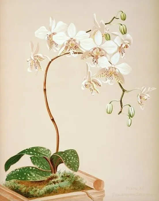 Framed Print : Antique Orchid illustration. ca1885. Phalenopsis Stuartiana Framed Print : Antique Orchid illustration. ca1885. Phalenopsis Stuartiana