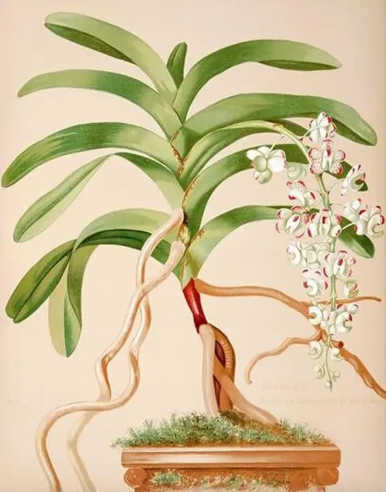 Framed Print : Antique Orchid illustration. ca1885. Aerides Quinquevulnerum