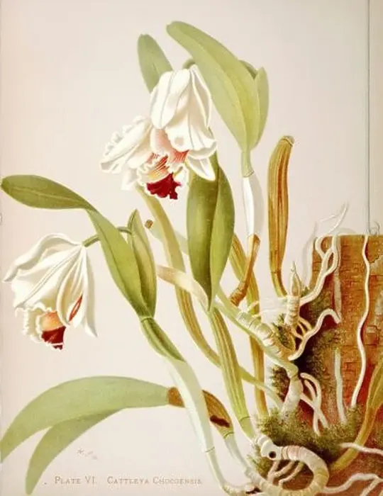 Framed Print : Antique Orchid illustration. ca1885. Cattleya Chocoensis Framed Print : Antique Orchid illustration. ca1885. Cattleya Chocoensis