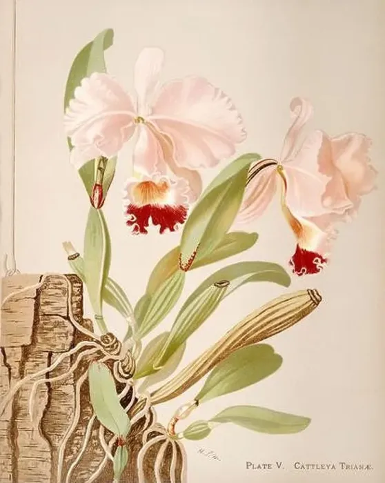 Framed Print : Antique Orchid illustration. ca1885. Cattleya Triane Framed Print : Antique Orchid illustration. ca1885. Cattleya Triane