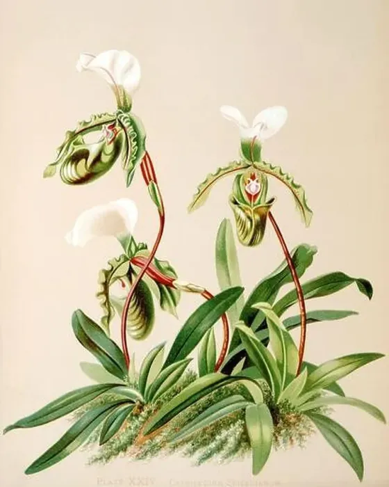 Framed Print : Antique Orchid illustration. ca1885. Cypripedium Spicerianum Framed Print : Antique Orchid illustration. ca1885. Cypripedium Spicerianum