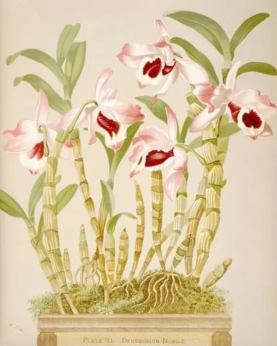 Framed Print : Antique Orchid illustration. ca1885. Dendobrium Nobile Framed Print : Antique Orchid illustration. ca1885. Dendobrium Nobile