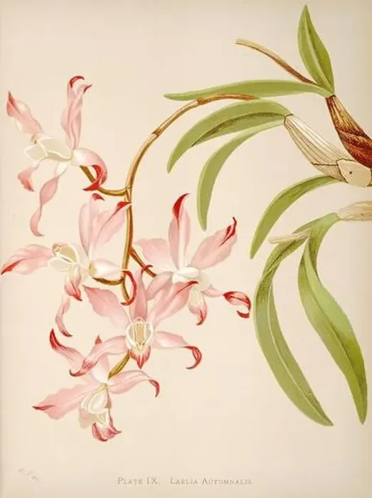 Framed Print : Antique Orchid illustration. ca1885. Laelia Autumnalis Framed Print : Antique Orchid illustration. ca1885. Laelia Autumnalis