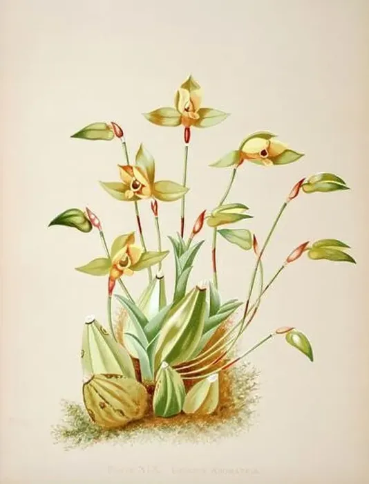 Framed Print : Antique Orchid illustration. ca1885. Lycaste Aromatica Framed Print : Antique Orchid illustration. ca1885. Lycaste Aromatica