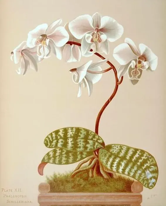 Framed Print : Antique Orchid illustration. ca1885. Phalenopsis Schilleriana Framed Print : Antique Orchid illustration. ca1885. Phalenopsis Schilleriana