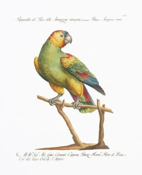 Framed Print : Antique Parrot Lithography. 18th-century Italian illustration. Ca 1776