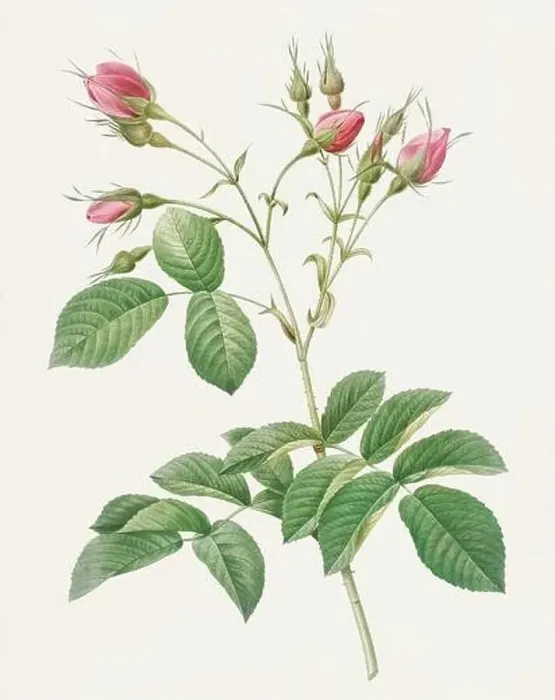 Framed Print : Antique Rose Flower illustration Framed Print : Antique Rose Flower illustration