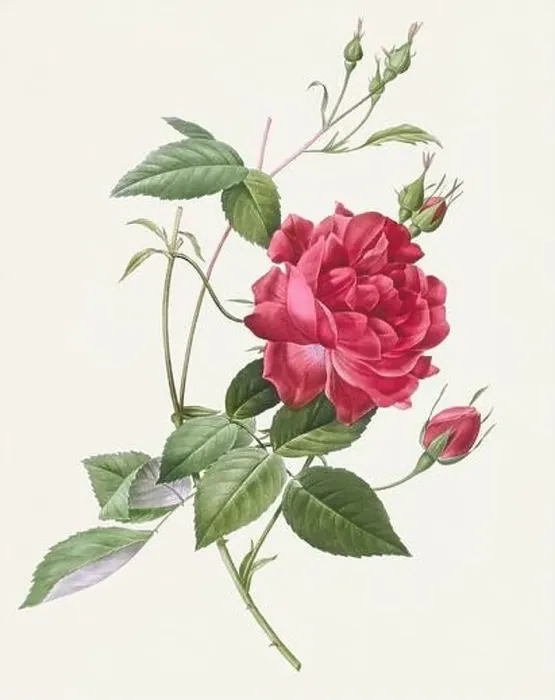 Framed Print : Antique Rose illustration. Botanical rose flower art. Blood-Red Bengal Rose Framed Print : Antique Rose illustration. Botanical rose flower art. Blood-Red Bengal Rose