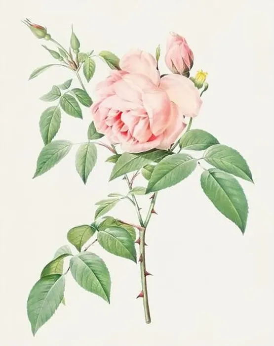 Framed Print : Antique Rose illustration. Botanical rose flower art. Fragrant Rosebush Framed Print : Antique Rose illustration. Botanical rose flower art. Fragrant Rosebush