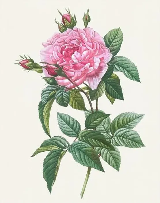 Framed Print : Antique Rose illustration. Botanical rose flower art. Gallic Rose Framed Print : Antique Rose illustration. Botanical rose flower art. Gallic Rose