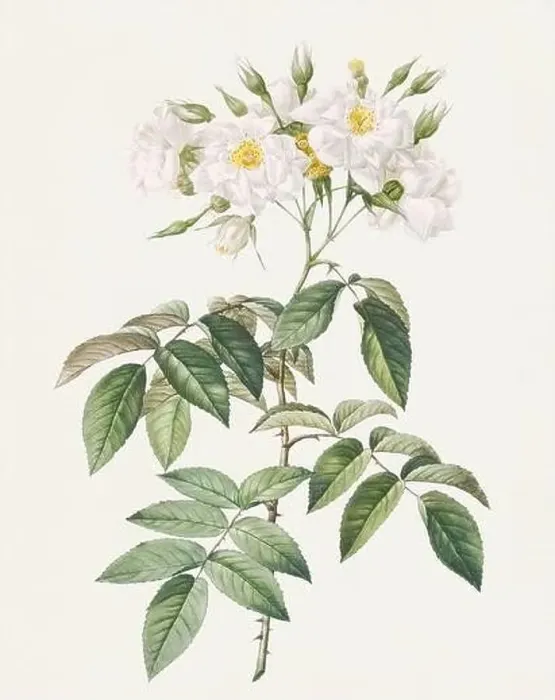 Framed Print : Antique Rose illustration. Botanical rose flower art. Musk rose Framed Print : Antique Rose illustration. Botanical rose flower art. Musk rose