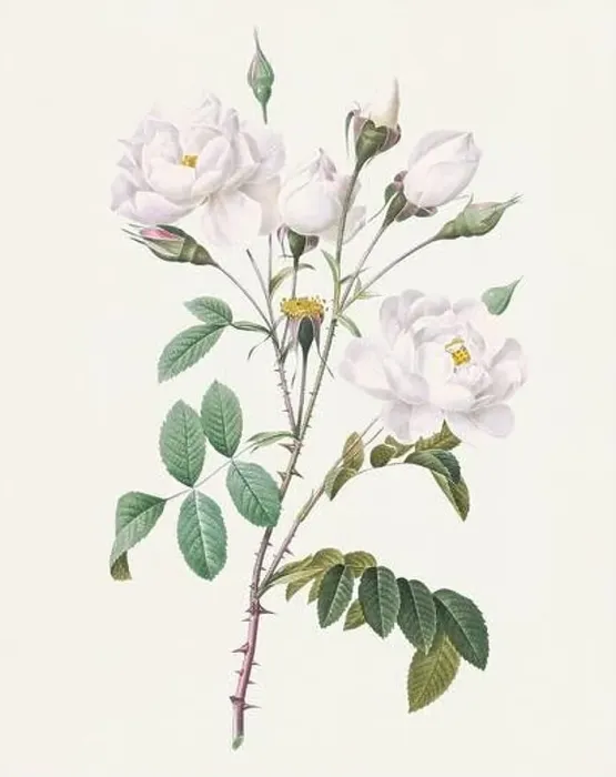 Framed Print : Antique Rose illustration. Botanical rose flower art. White Rose Framed Print : Antique Rose illustration. Botanical rose flower art. White Rose