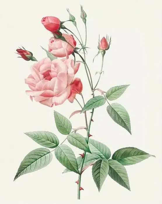 Framed Print : Antique Rose illustration. Rose of India Framed Print : Antique Rose illustration. Rose of India